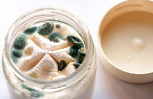 contamination microbiologique agroalimentaire : moisissures sur de la crème dessert